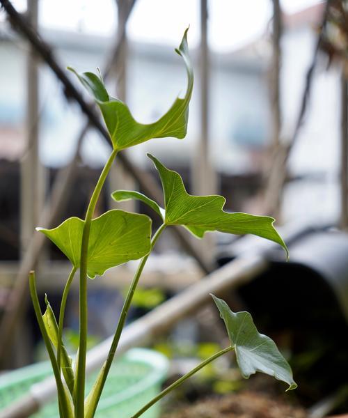 花盆内壁的白色粉末怎么去除干净？