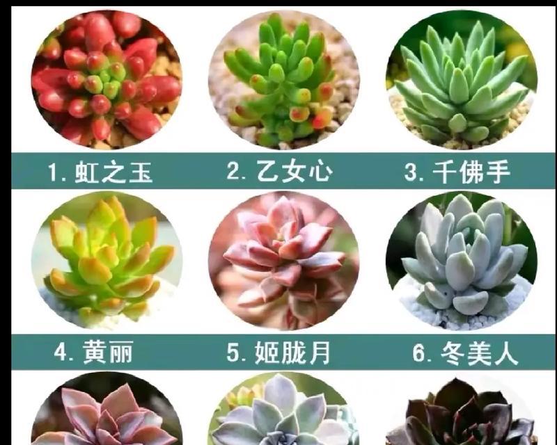 多肉植物中像指头的是什么名字？