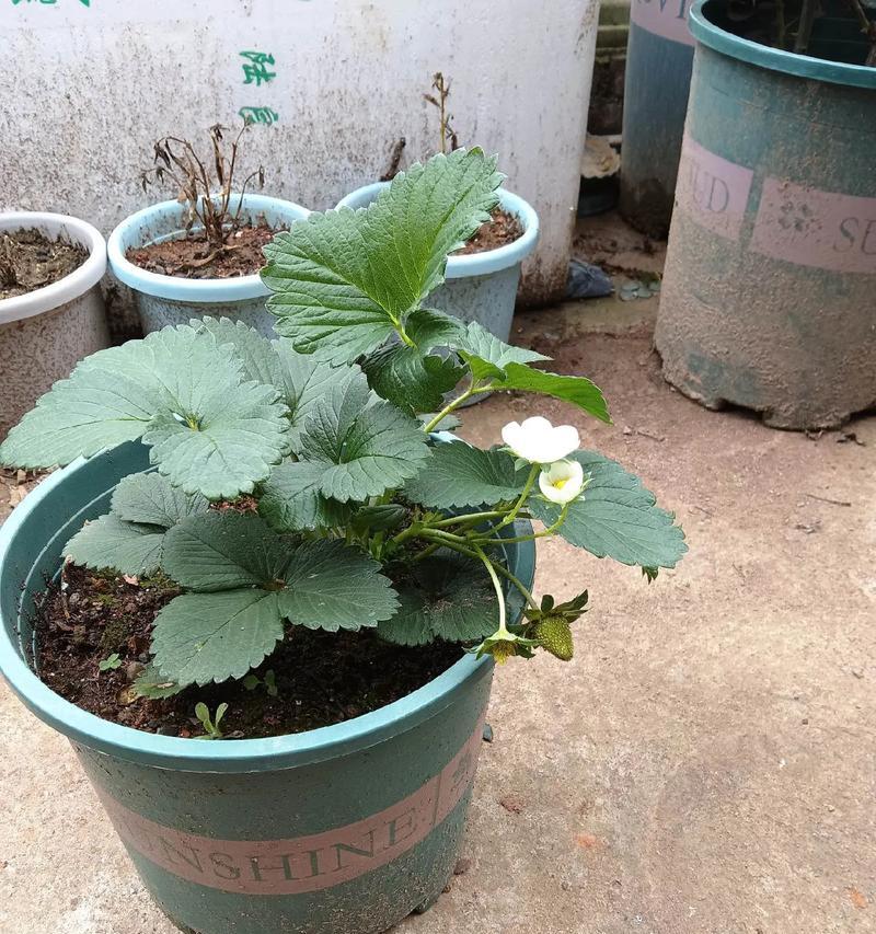 种草莓花盆制作有什么技巧？如何选择合适的花盆？