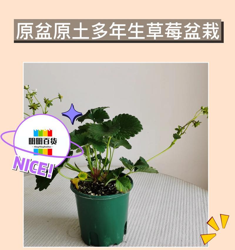 种草莓花盆制作有什么技巧？如何选择合适的花盆？