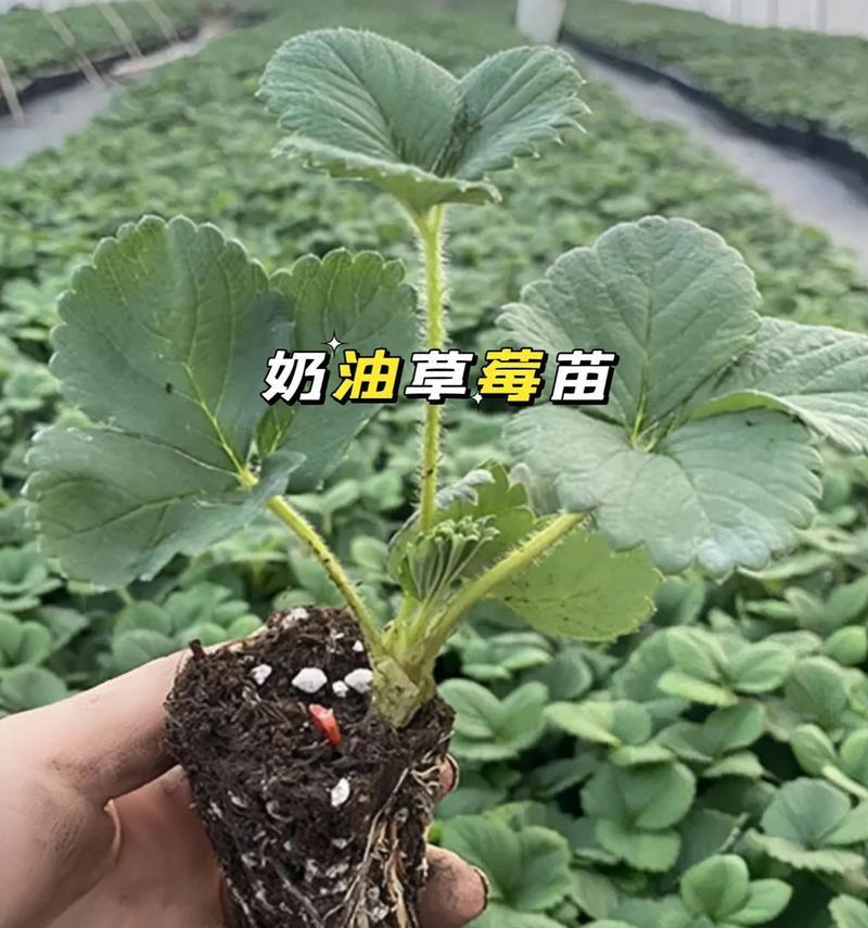 草莓苗盆栽种植多久结果一次？如何管理以提高产量？