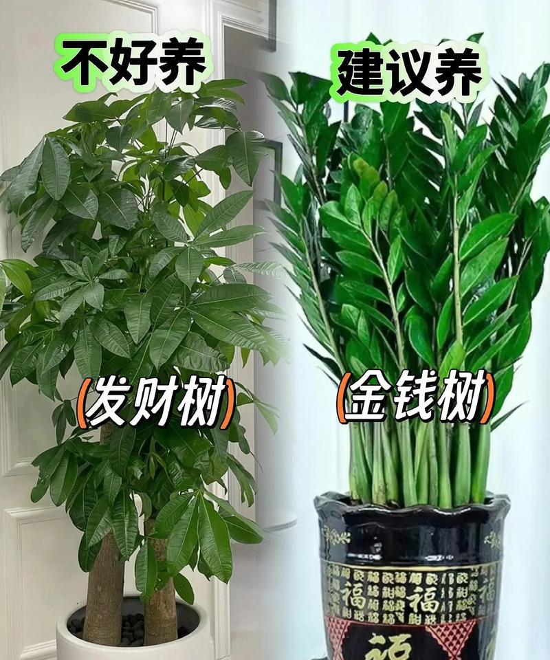 养蜜蜂的盆栽有哪些好处？如何正确搭建？