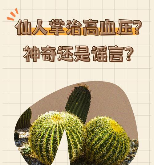 使用仙人掌治疗过敏的正确用量是多少？