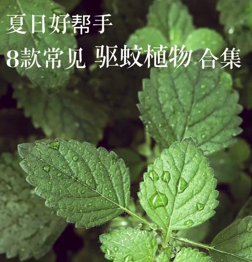 哪种花草种植方法最能有效驱蚊？