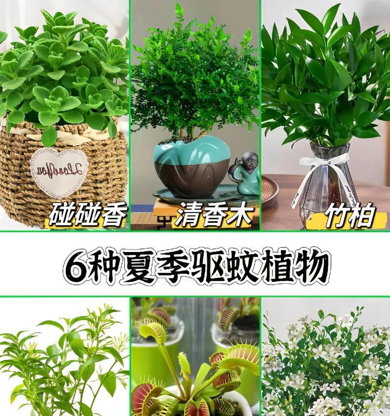 哪种花草种植方法最能有效驱蚊？