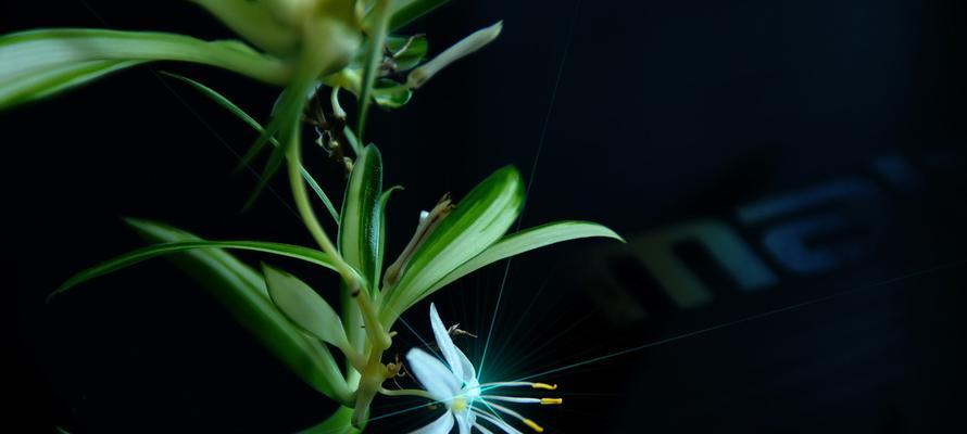 金心吊兰会开花吗？其开花寓意是什么？