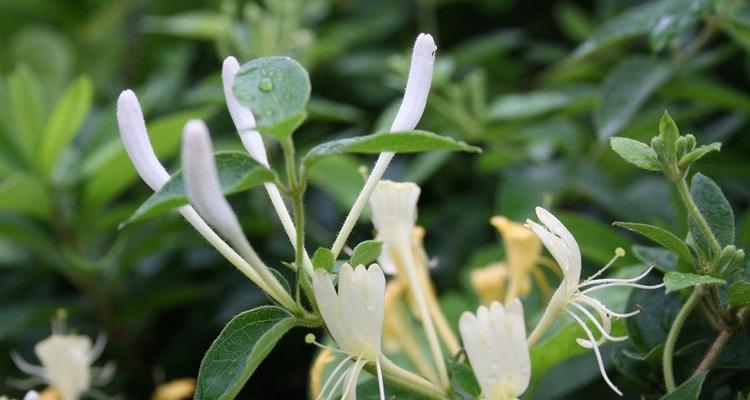 金银花的花语是什么？金银花寓意有哪些含义？