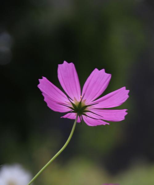 拉萨市花是格桑花吗？格桑花的寓意象征是什么？