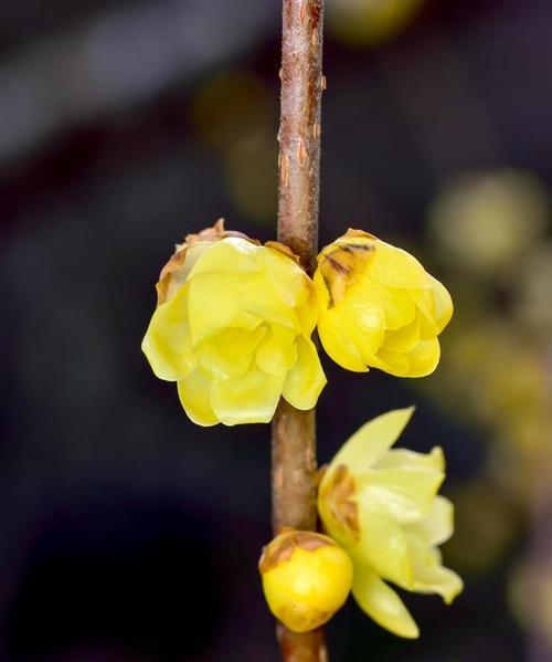 腊梅花的花语是什么？它代表了哪些意义？