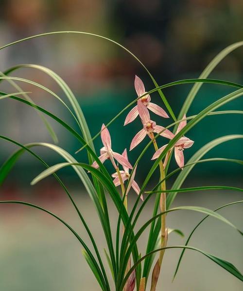 兰花草开花的样子是什么？开花时间及寓意有哪些？