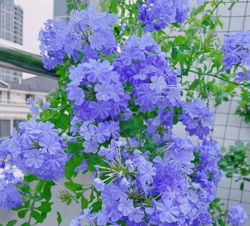 蓝色菊花代表什么？它的花语有哪些含义？