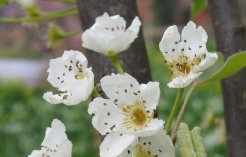 梨花花语是什么意思？梨花的象征意义有哪些？