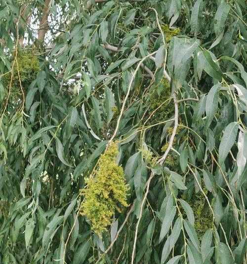 柳树开花好不好？柳树开花的风水寓意是什么？