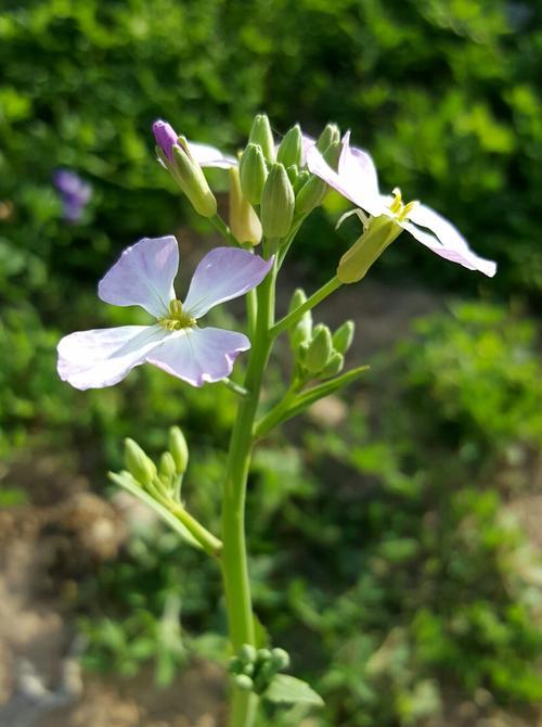 萝卜开花预示着什么意思？揭秘萝卜开花背后的含义？