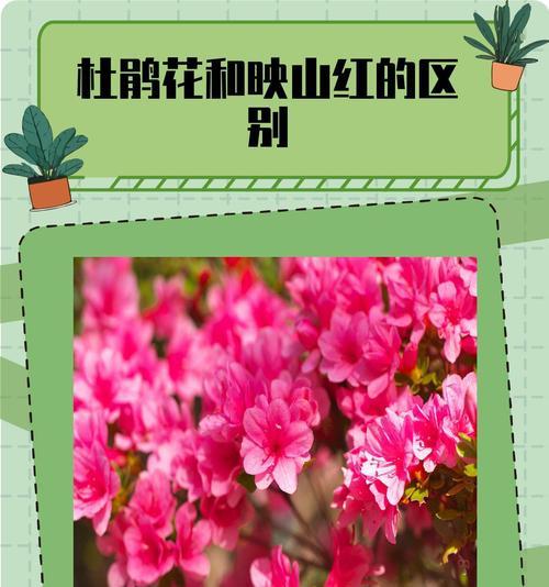 没有光照的花草树木有何独特之处？它们的生长环境要求是什么？