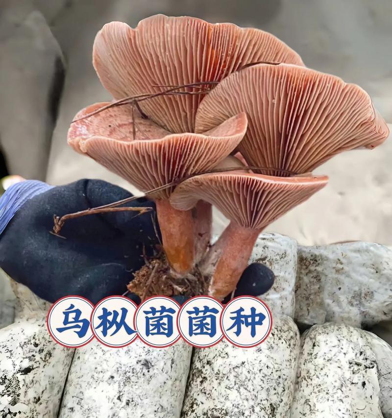 花盆上白色物质是什么菌类？如何处理？