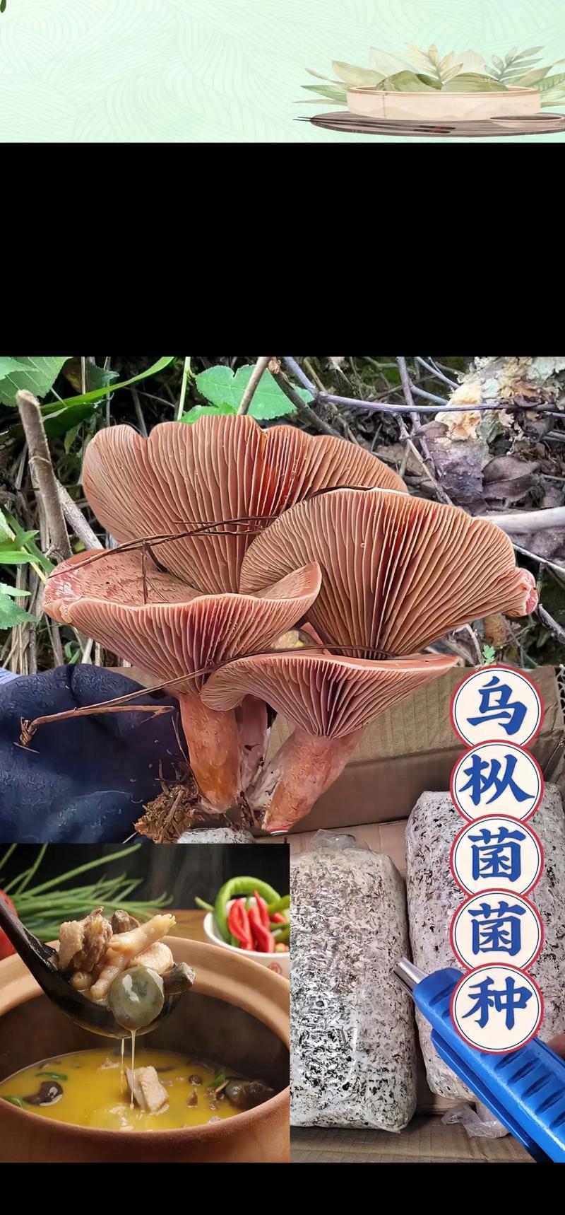 花盆里适合哪些菌种生长？添加菌种有哪些好处？