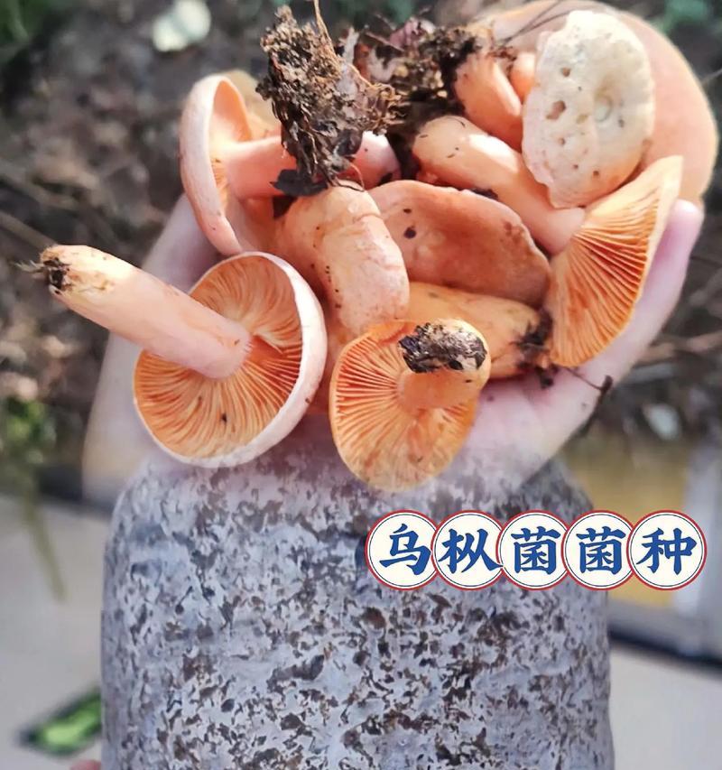 花盆里适合哪些菌种生长？添加菌种有哪些好处？