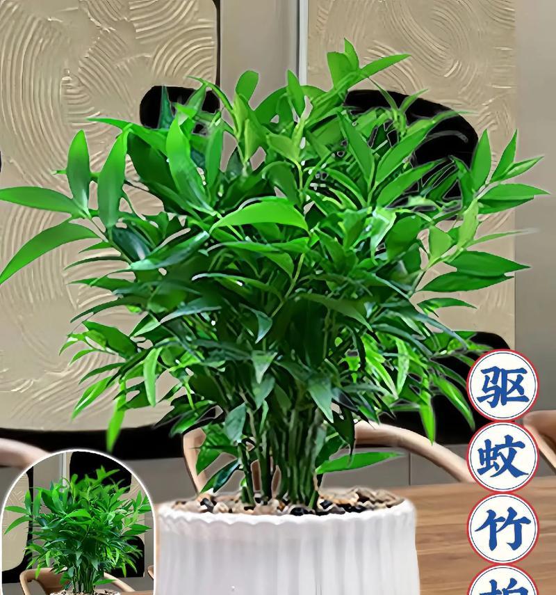 室内花草如何避免招蚊？识别不招蚊虫的室内植物方法是什么？