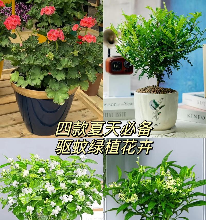 室内花草如何避免招蚊？识别不招蚊虫的室内植物方法是什么？