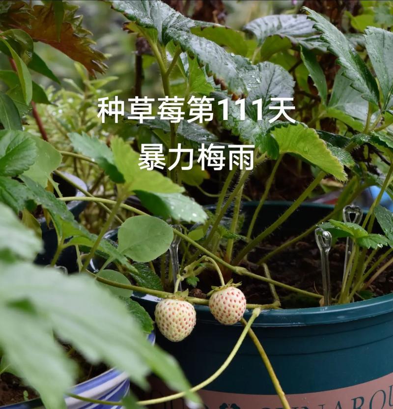 盆栽草莓新果子干枯原因是什么？如何预防？