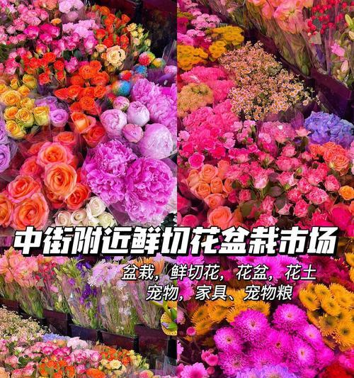 万州哪里有花卉市场卖花盆？花卉市场的花盆种类有哪些？