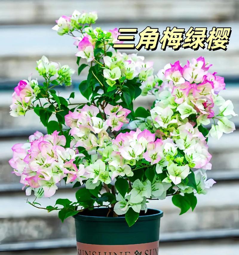 哪些盆栽植物既耐寒耐热又易养？