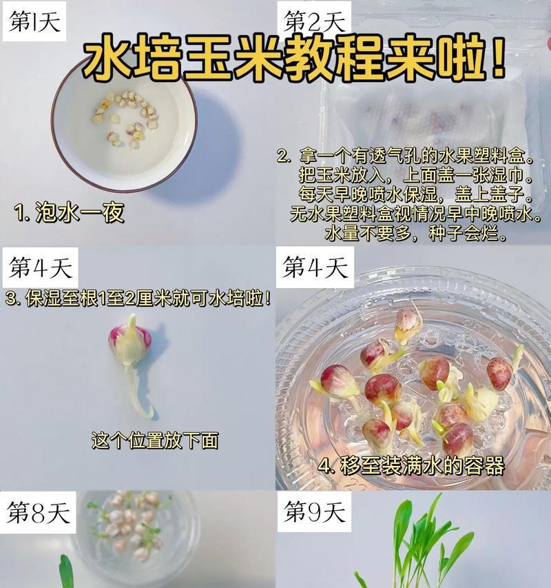 水培植物根部如何生长？有哪些注意事项？