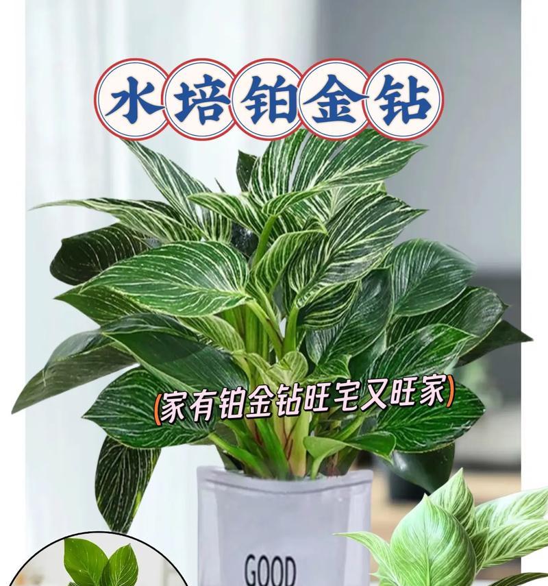 外观吸引人的耐水耐干盆栽植物有哪些？