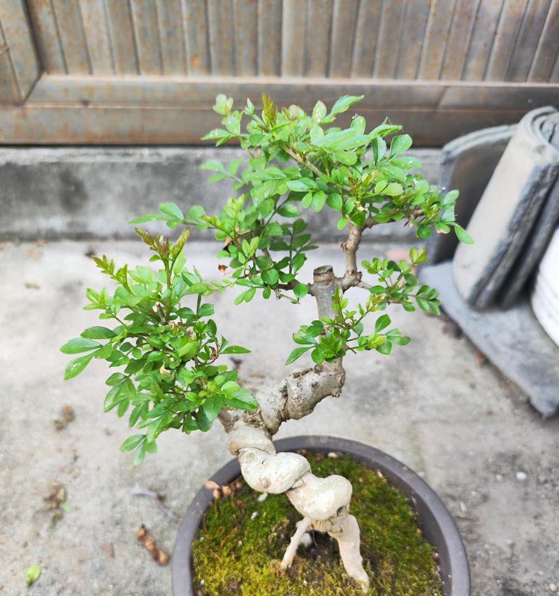 外观吸引人的耐水耐干盆栽植物有哪些？