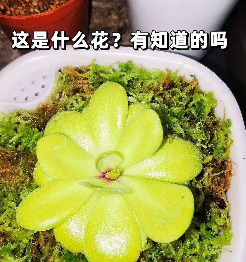 驱赶蚊虫卵的花草有哪些？如何利用植物有效驱蚊？