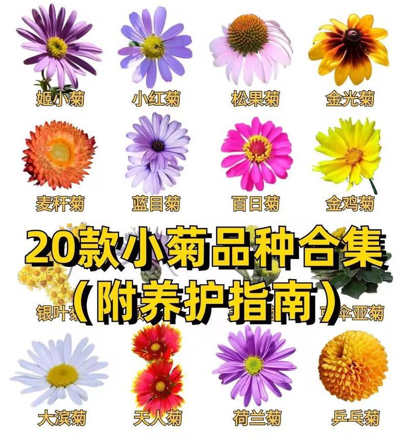 怎样辨别花草品种？花草品种信息从何获取？