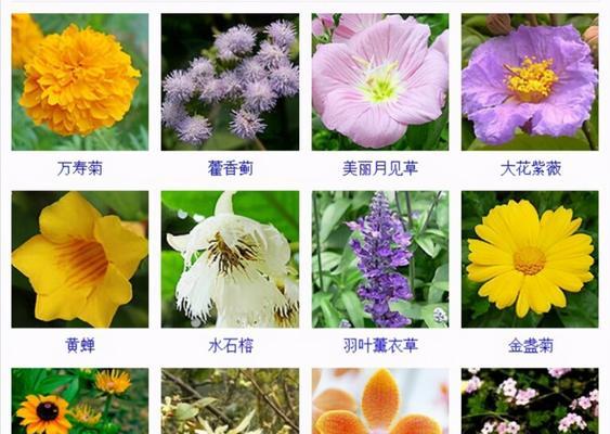 怎样辨别花草品种？花草品种信息从何获取？