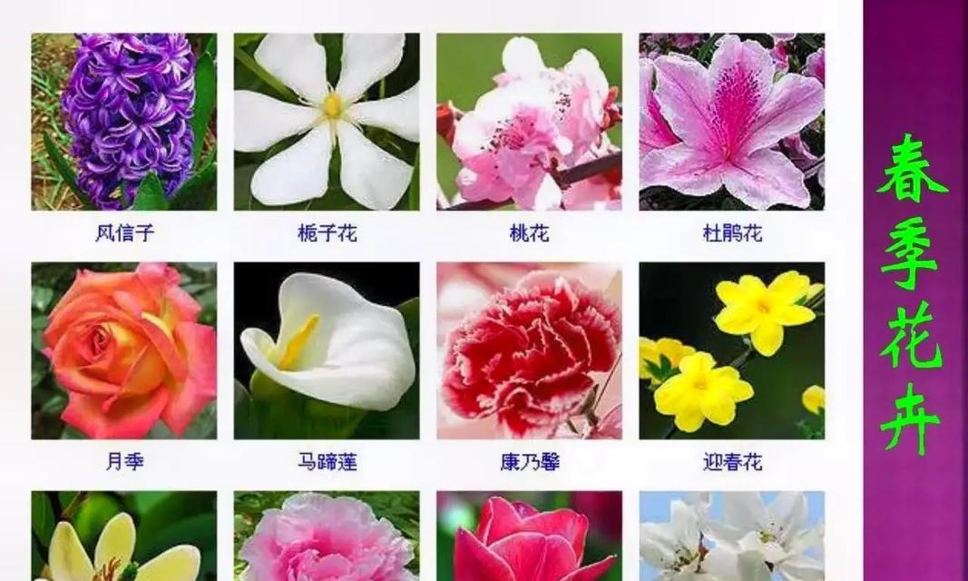 怎样辨别花草品种？花草品种信息从何获取？