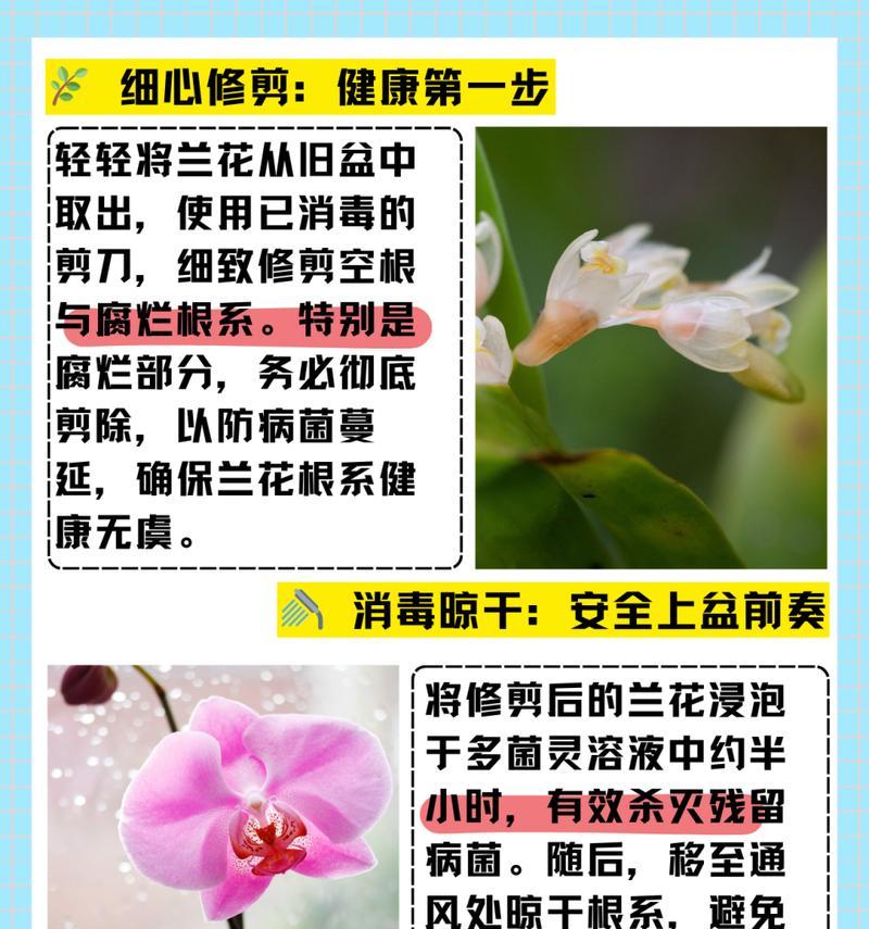 刚买回来的兰花如何防止烂根？不烂根的正确方法是什么？