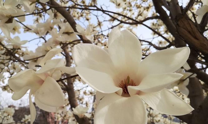 红玉兰花象征着什么？如何正确理解红玉兰花的寓意？