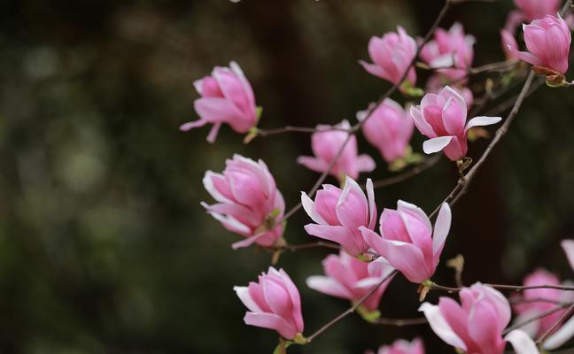 红玉兰花花语是什么？如何用红玉兰花表达爱意？