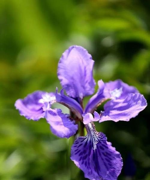 蝴蝶花的花语是什么？如何用蝴蝶花表达情感？