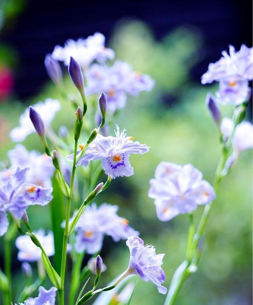 蝴蝶花花语是什么？如何用蝴蝶花表达爱意？