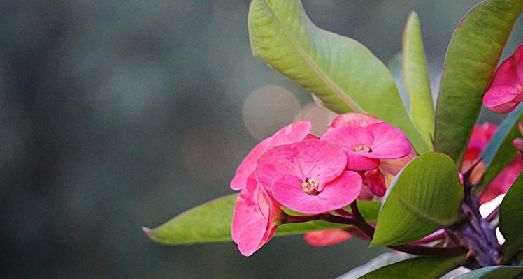 虎刺梅花语是什么？虎刺梅的花语有哪些含义？