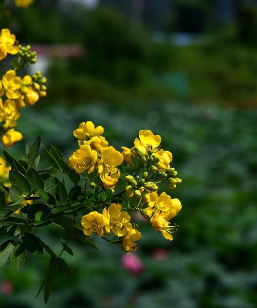 黄槐花的花语有哪些含义？