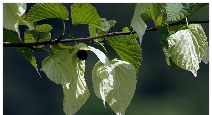 活化石植物代表什么意思？它们有哪些独特特征？