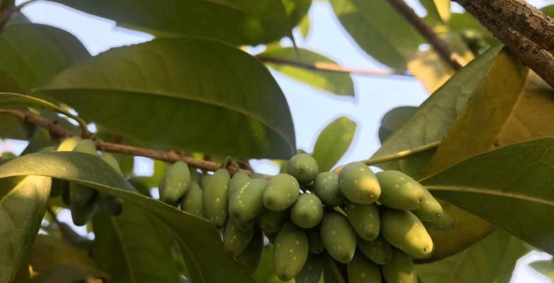 桂花树的果实有毒吗？食用后会有哪些影响？