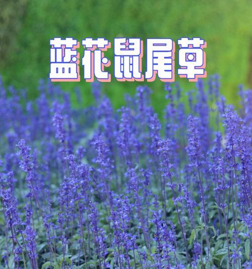 鼠尾草花语代表了什么？鼠尾草的含义和象征是什么？