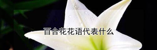 水百合的花语是什么？如何用它表达爱意？