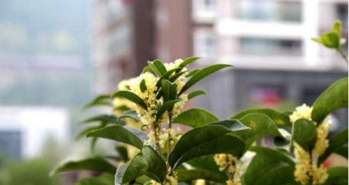 桂花树冬天开花吗？如何确保冬季正常开花？