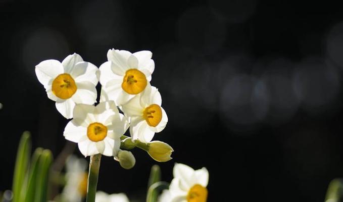 水仙花的花语是什么？如何正确解读水仙花的含义？