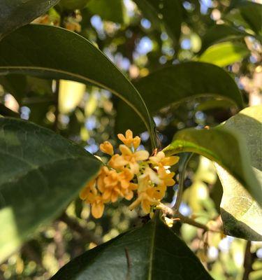 桂花树冬天能栽活吗？冬季栽植桂花树的正确方法是什么？