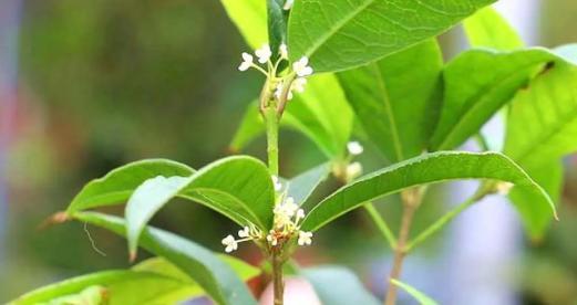 桂花树多久浇一次水？如何正确浇水以促进生长？