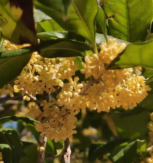 桂花树耐寒多少度？如何在寒冷地区种植桂花？